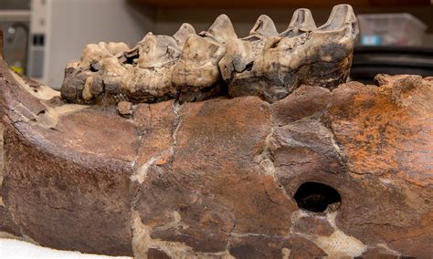 Mastadon Fossil