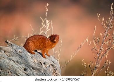 48 imágenes de Galerella sanguinea - Imágenes, fotos y vectores de ...