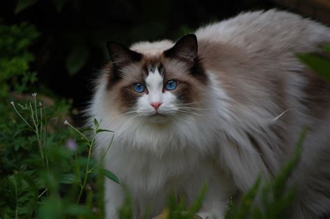 Кошка Рэгдолл - фото, описание породы и характера