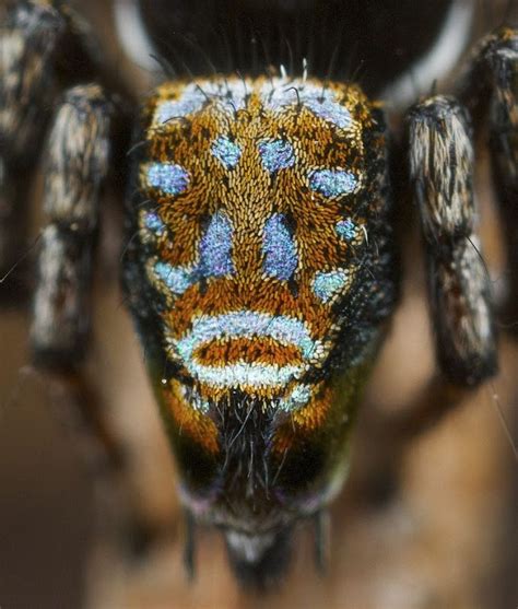 Meet The Most Gorgeous ‘Peacock Spider’ | Amusing Planet