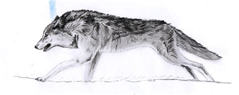 Running wolf by BecciES on DeviantArt