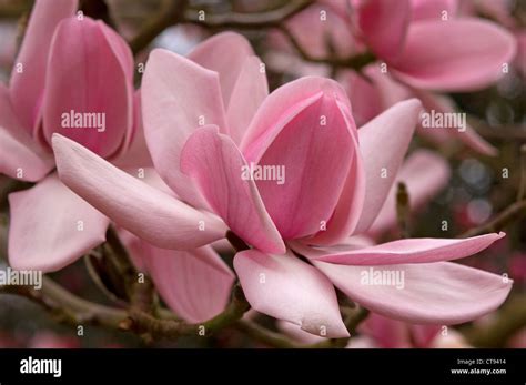 Magnolia campbellii hi-res stock photography and images - Alamy