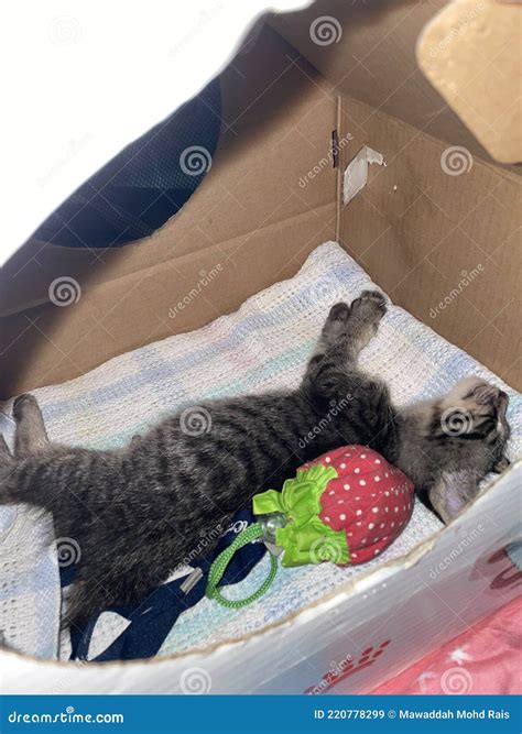 Cute 2 Months Old Gray Tabby Kitten Small Cat Stumpy Short No Tail