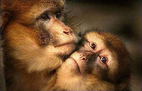 loving animals xcitefunnet