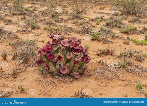 Flowering Hoodia Cactus in the Namib Naukluft National Park,Namibia Stock Image - Image of ...