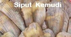 SIPUT KEMUDI - KENALI DIA | PERTANIAN REZEKI