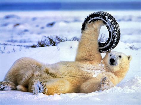 The Polar Bear is taking shape .... | Polar bear, Polar bear funny ...