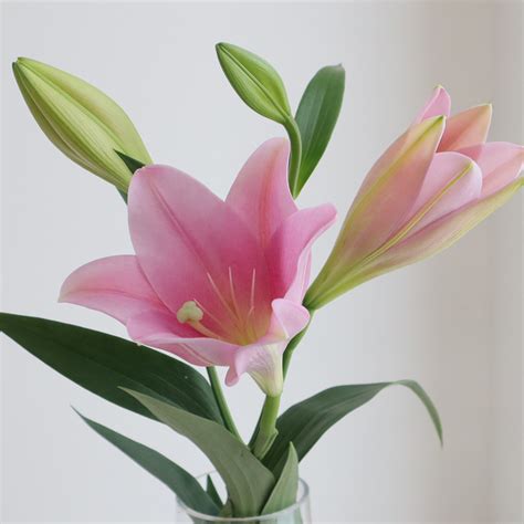 【生花】鉄砲ユリ バレーゼ(ピンク)3-4輪 90cm 3-4F FFヒライデ【OT】 - 花材通販はなどんやアソシエ