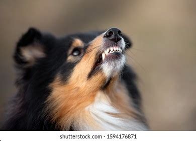 Close Angry Doog Teeth Dog Snarling: foto de stock (editar ahora ...