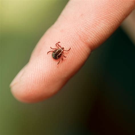 prevention   tick repellents    safe  bites