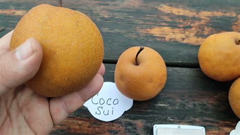Японские груши сорта Коко Суи (Coco Sui) и Хосуи (Hosui). Особенности ...