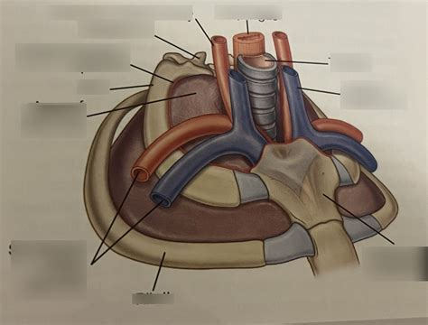 superior thoracic aperture Diagram | Quizlet