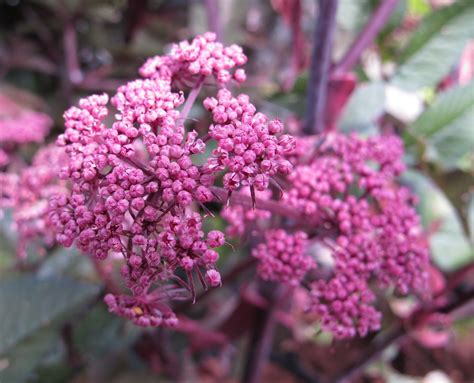 Angelica sylvestris 'Ebony' | angelica 'Ebony' Annual Biennial/RHS