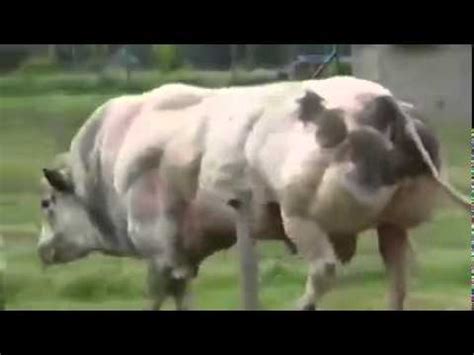 Самый большой бык в мире - YouTube