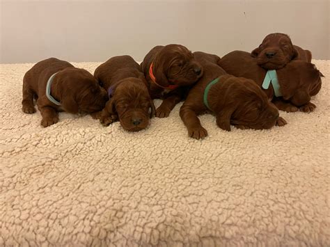 Cuccioli setter irlandese febbraio 2022 - Allevamento Scarna's Red Dream