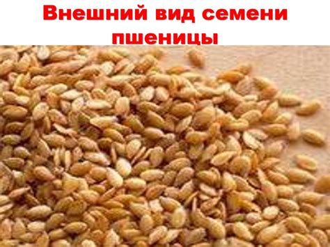 Строение семени. Многообразие семян - online presentation