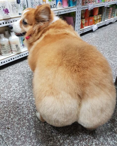 Check Out This Cute Corgi's Jiggling Butt