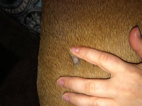 My Dog Has a Bald Spot: Is it Ringworm? Learn How to Treat It | Petco