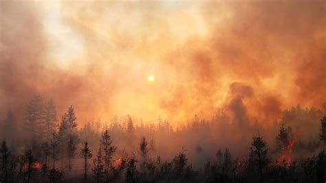 A Tale of Two Fires - Forestnet
