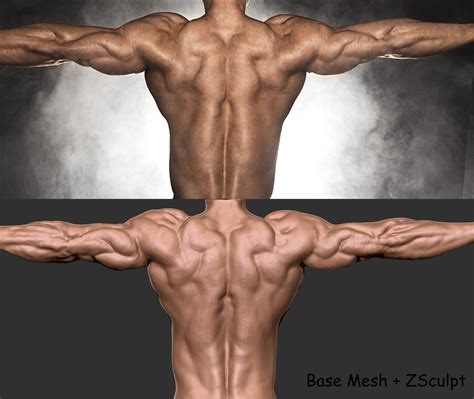 Back Muscles Labeled Bodybuilding at Michael Mcguinness blog