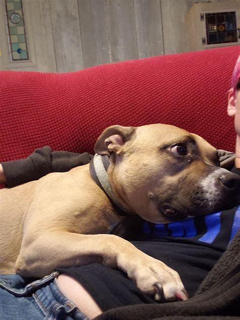 My friends dog likes to cuddle : r/Eyebleach