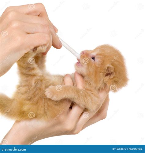 Feeding A Newborn British Kitten With A Milk Mixture From A Syringe