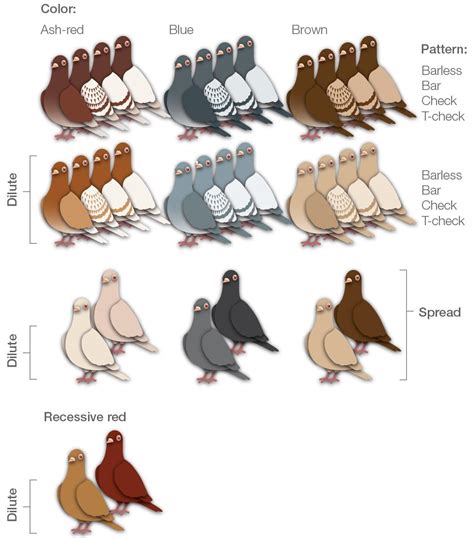 Pigeon Color Names | Pigeontype
