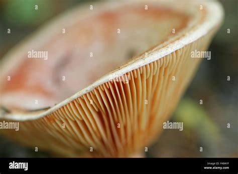 Lactarius deliciosus Stock Photo - Alamy