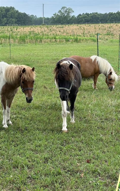 Miniature Horse Haven | Warrenton NC
