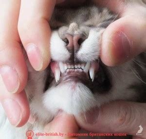 Молочные зубы у кошек: когда у котят появляются зубы