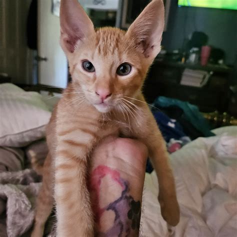 Oriental Shorthair For Sale in United States (2) | Petzlover