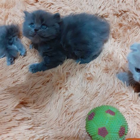 Шотландские котята