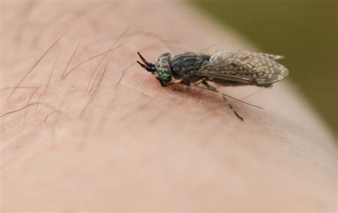 horse fly bite pictures