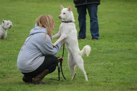All About Kishu Ken Dog Breed- Origin, Behavior, Trainability, Facts ...