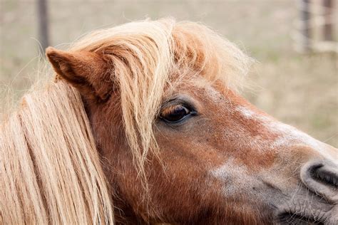 Pony Horse Animal - Free photo on Pixabay - Pixabay