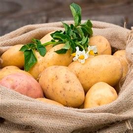 Купить семена картофеля в интернет магазине GardenZoo