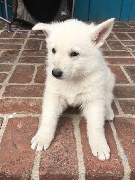 Everything You Need To Know About German Shepherds White - carbsingroundbeef