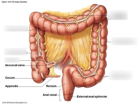 intestine Diagram | Quizlet