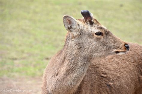 Hoofed mammals - "Our Planet" Images