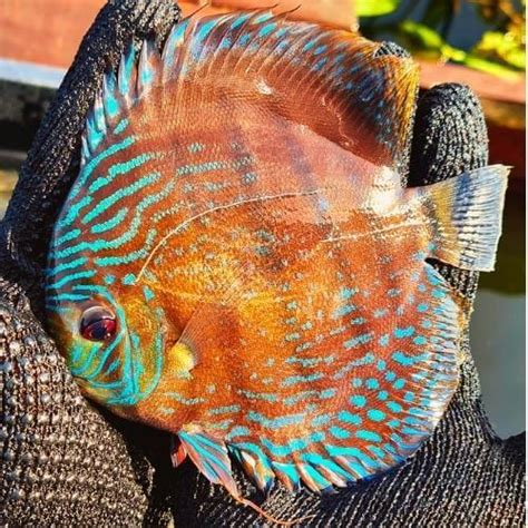 Wild Discus Iripixi (7-8″) - Jack Wattley Discus