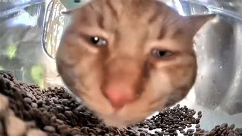 telegram users  fire  putting bounty  viral side eye cat