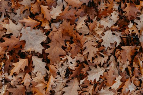 Herbst Stock Photo | Adobe Stock