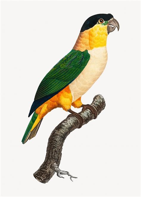 Caique Images | Free Photos, PNG Stickers, Wallpapers & Backgrounds ...