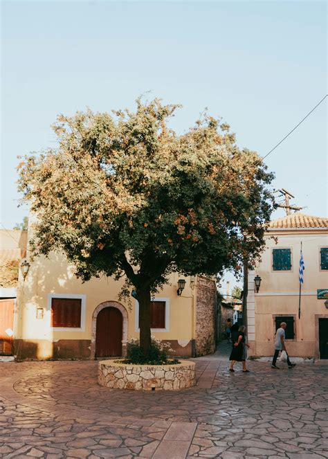 main tree  stock photo