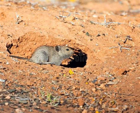 desert mouse  stock  stockfreeimages