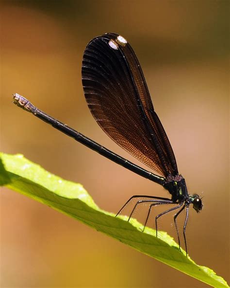 BirdsEye Photography: Review Photos