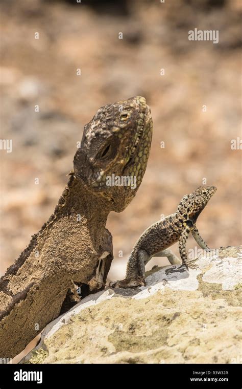 Ecuador, Galapagos National Park. Mummified land iguana and lava lizard ...