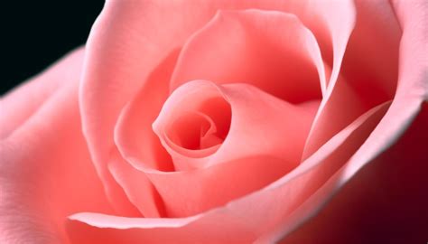 Vibrant pink rose petals symbolize love and passion in nature generated