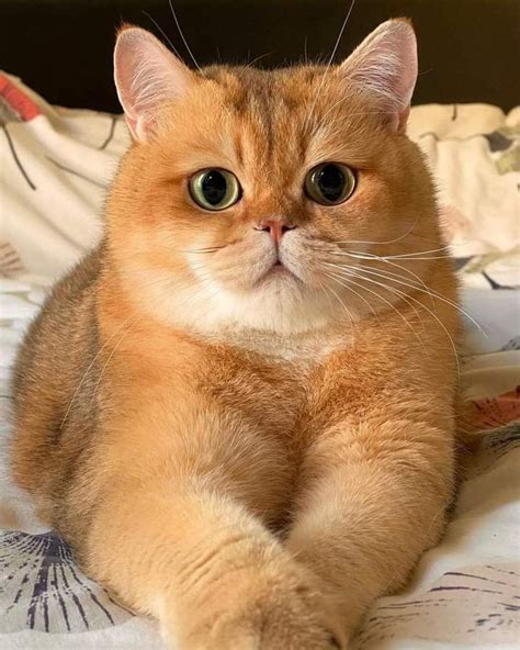 Pin di Sveta Savka su Милые котики | Gatti e gattini, Gattini, Cuccioli
