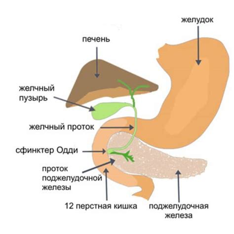 Де знаходиться 12 перстная кишка і чому запалюється цибулина